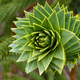 Illustration for article titled Incredible Photographs of Fractals Found in the Natural World